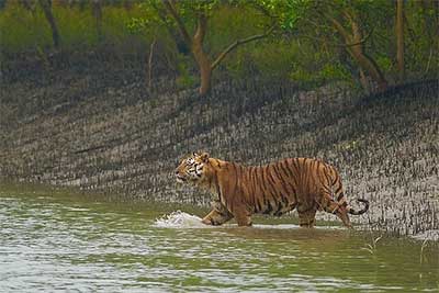 Go Sundarban Safari