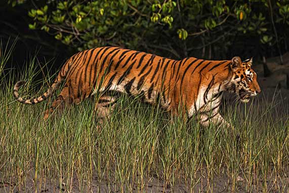 Go Sundarban Safari