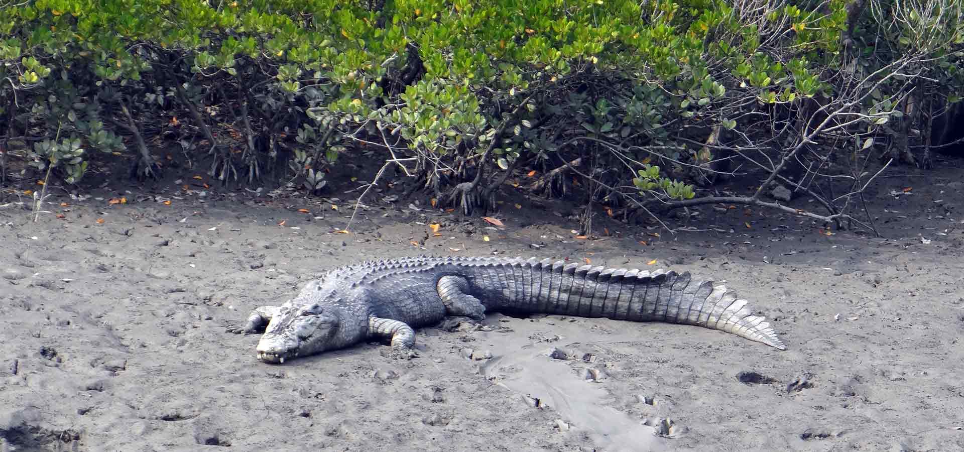 go-sundarban-safari-banner-3