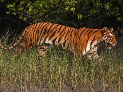 Go Sundarban Safari
